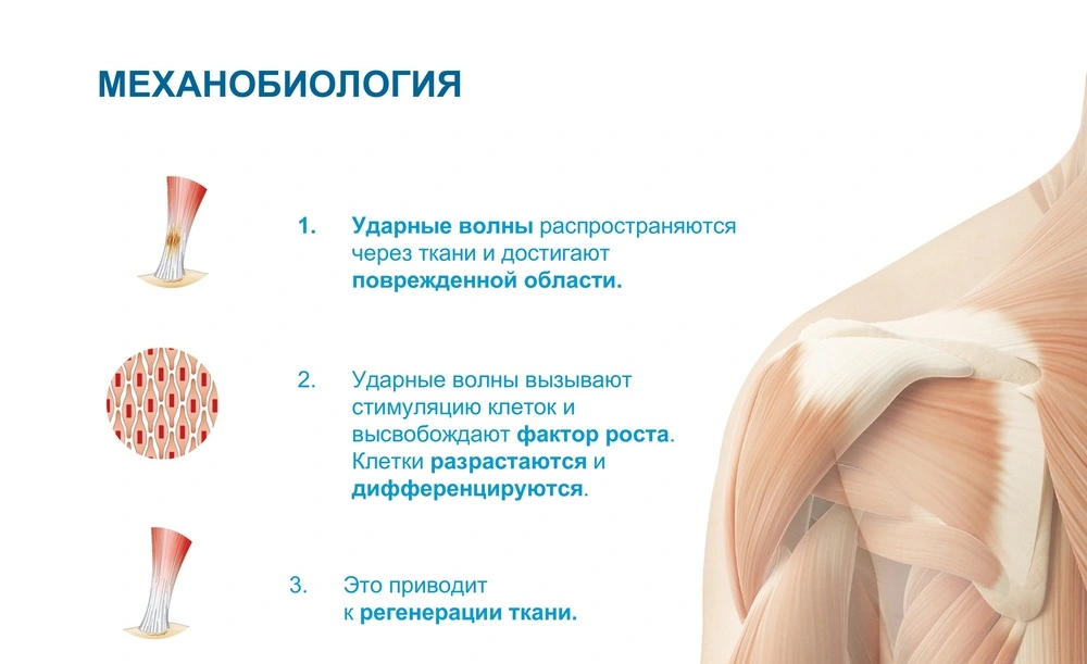 Механобиология УВТ