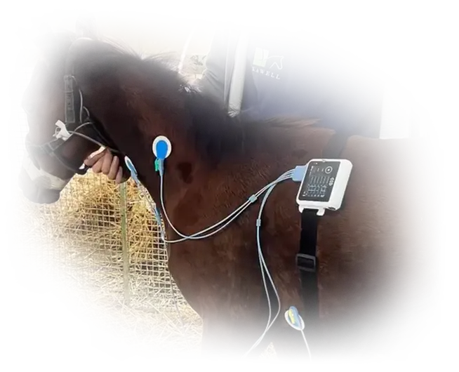 BTL FLEXI ЭКГ для ветеринарной кардиологии