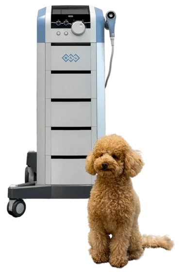 BTL-6000 RSWT/FSWT для ветеринарии