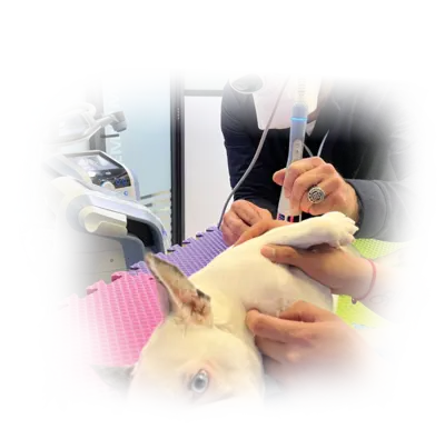 BTL-6000 HIL для ветеринарии