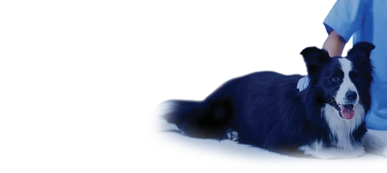 Аппараты BTL для ветеринарии