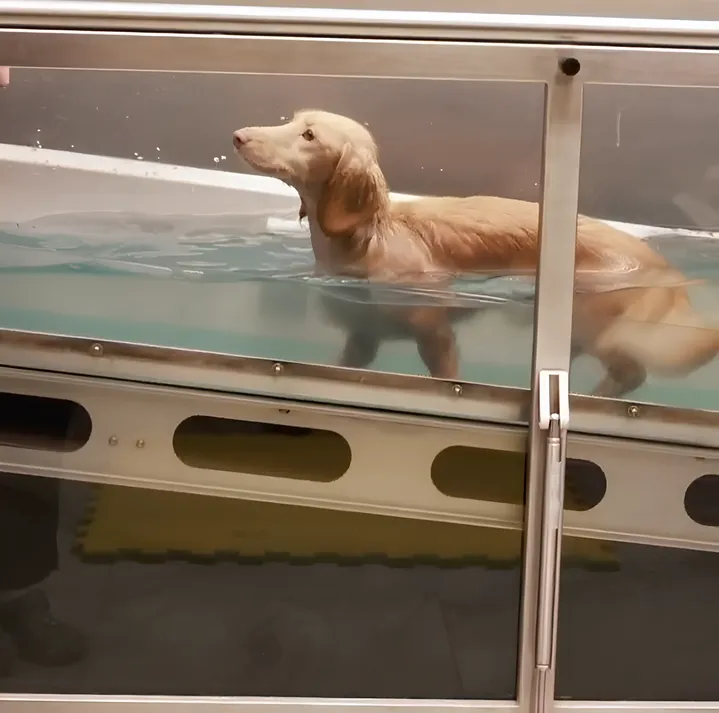 Ветеринарная физиотерапия: собака на гидротерапии