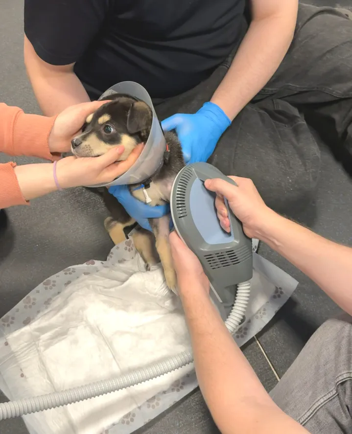 Ветеринарная физиотерапия